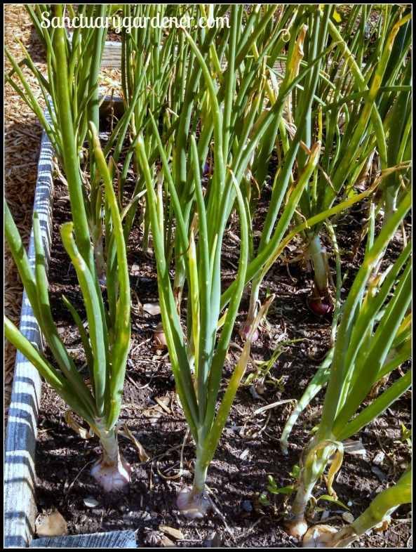 Onions nearing harvest