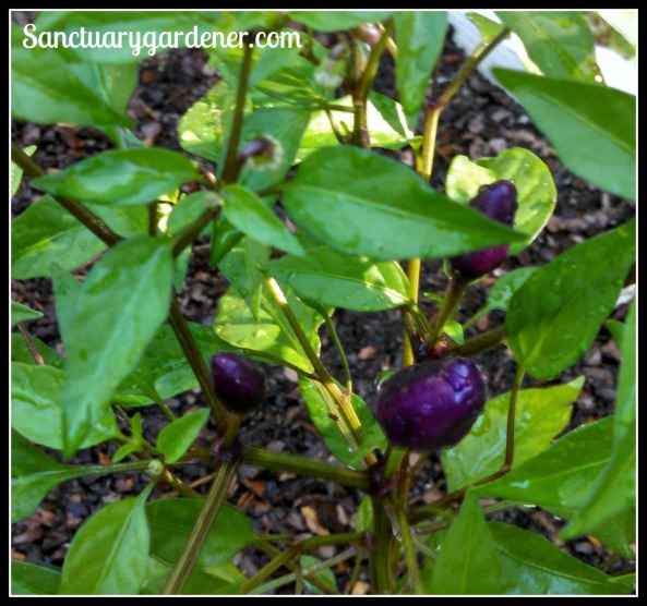 Filius Blue peppers almost ready to harvest
