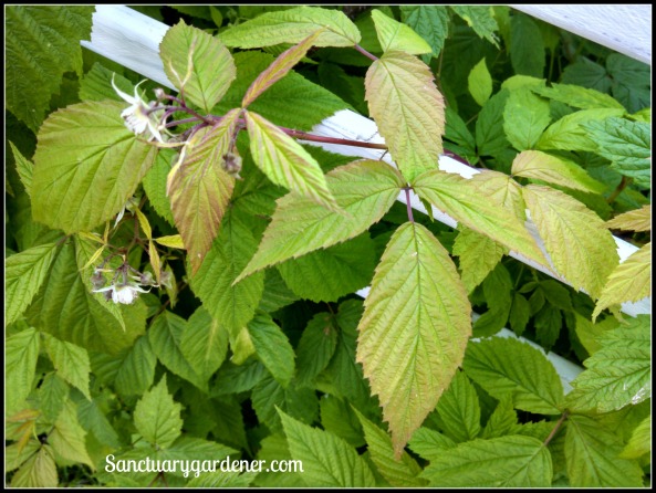 Raspberry leaves with potassium deficiency