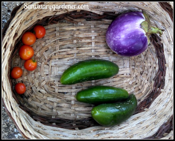 Rosa Bianca eggplant, Beit Alpha cucumbers, Tiny Tim tomatoes