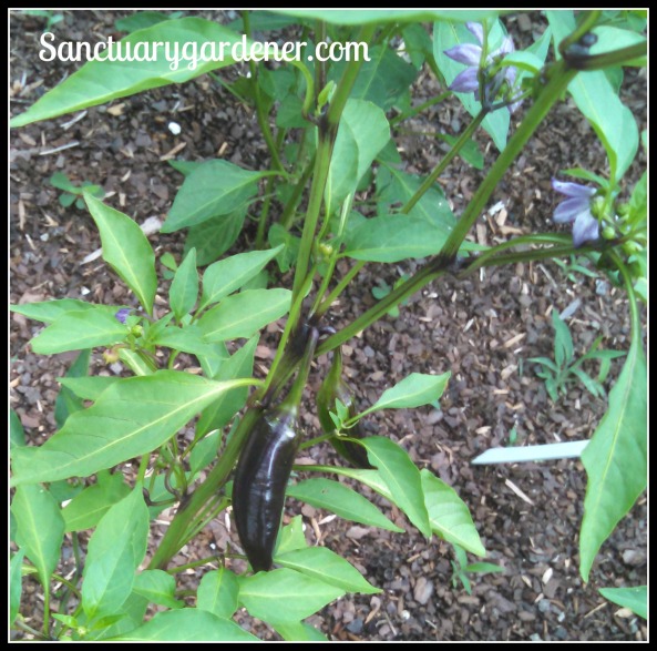Black Hungarian chili peppers