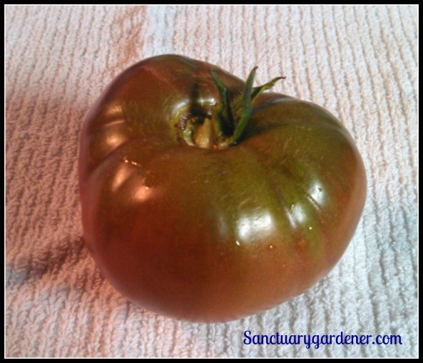 Black Krim tomato from a plant grown from a cutting