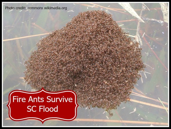 Fire Ants & Flood Pic