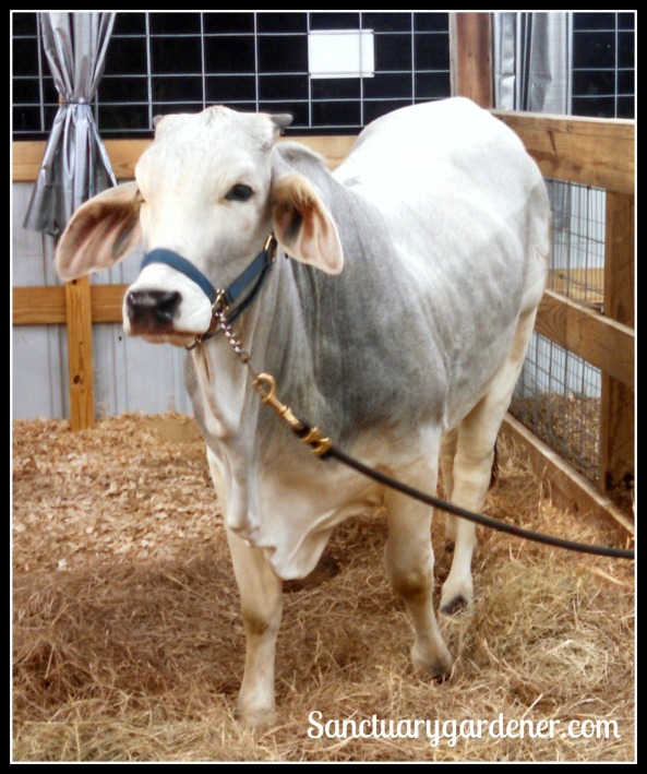Brahman cow