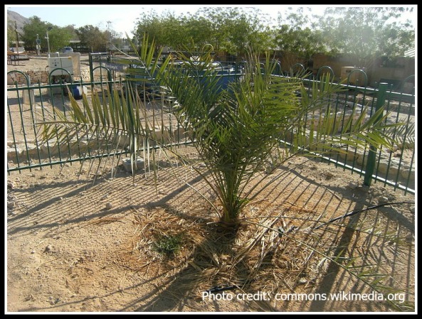 Methuseleh, Judean date palm grown from 2,000-year-old seed